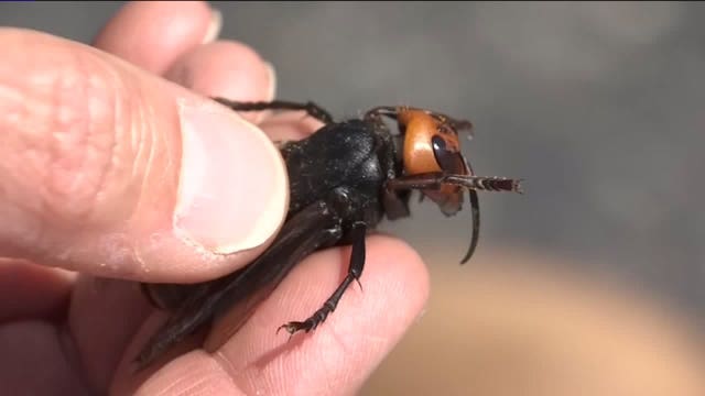 Beekeeper says Asian Giant Hornets wiped out one of his hives, 'decapitating every honeybee'
