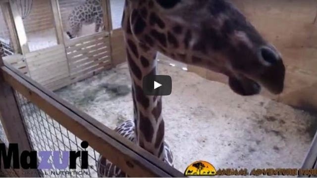 Giraffe watch: April showing more signs of progress