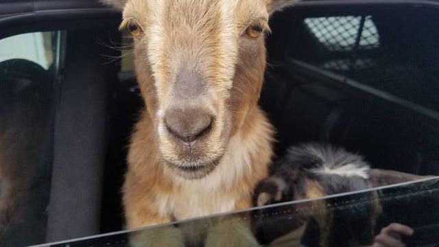 Police pick up adorable intruders: A pair of pygmy goats