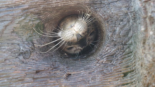 Harbor seal stuck in cedar log rescued