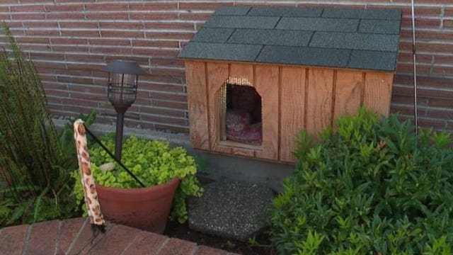 Fluffy tabby named Harley is the 7th cat found mutilated in Thurston County