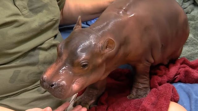 Cincinnati Zoo says premature hippo begins to support weight