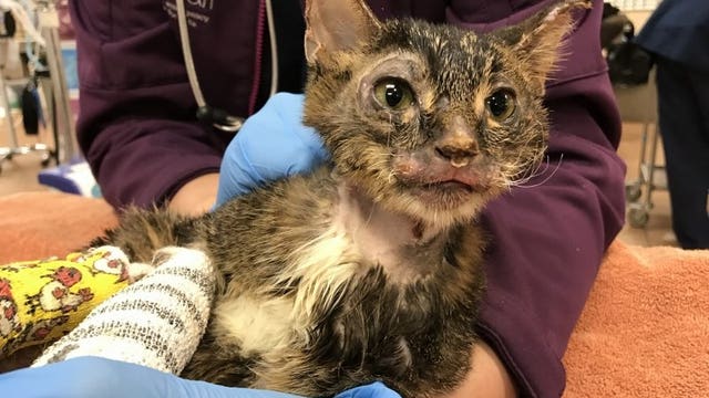 After trapped in clothes dryer severely burned kitty learns to walk again