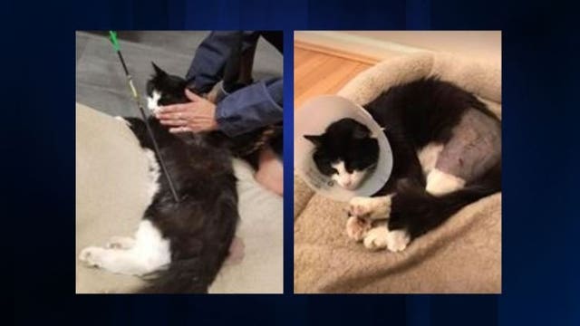 $2,000 reward offered after family's cat shot with arrows