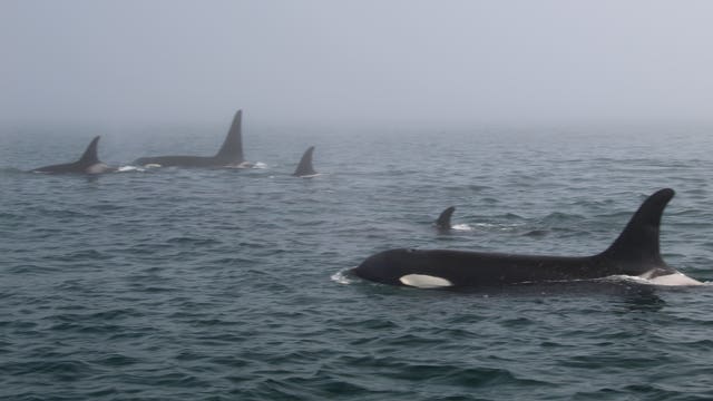 Endangered resident orcas return to inland waters after long absence