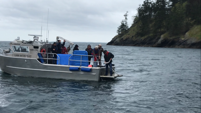 Lummi tribe releases salmon to endangered orcas in sacred ceremony