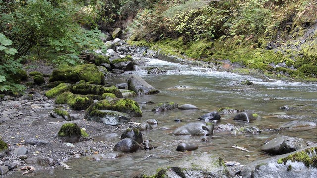 New study: Hood Canal Bridge is a big fish-killer