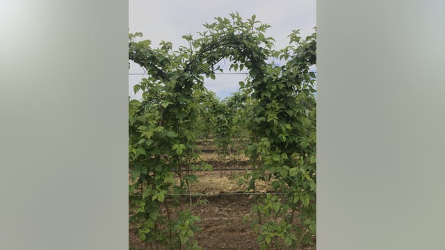 Life is not-so-sweet for Washington raspberry growers right now