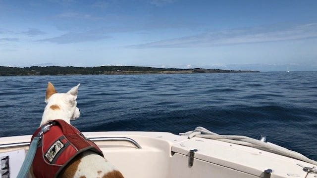 Poop-detecting dog helps sniff out key problems for endangered orcas