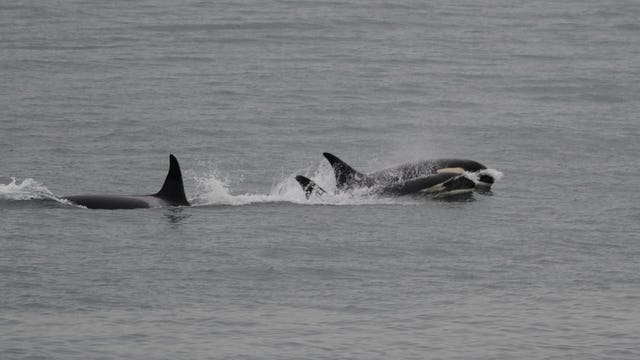 Mother orca ends 'tour of grief' after 17 days; spotted feeding and frolicking