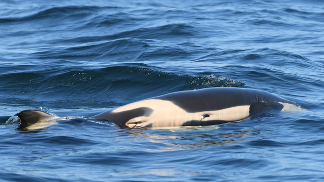 Orca mother still carrying dead calf, marking 16th day of 'tour of grief'