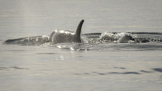 'Pathogens' found in starving orca's fecal samples; no update on dead calf