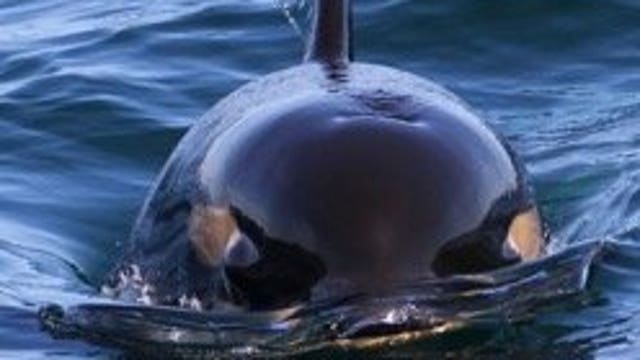 Starving orca J50 finally spotted alive; emergency action could start Wednesday