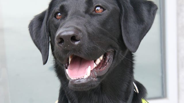 Pierce County retires K9 after terminal cancer diagnosis