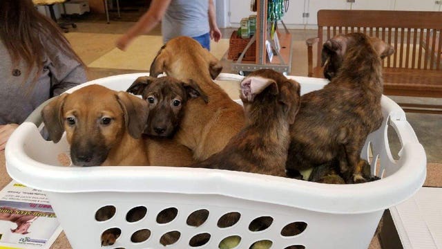 Kittens and puppies from Kauai heading to Seattle