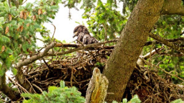 Seattle Audubon changes name, severing tie to slave owner