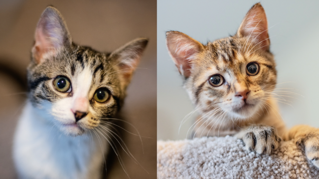 Limelight Pet Project: Meet Molly & Naomi!