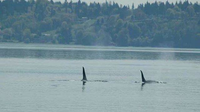 Orcas make early spring appearance in South Sound