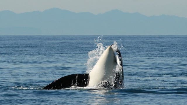 Ferries slowing down to save endangered orcas