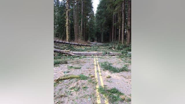 Winds topple trees in Snohomish Co. seriously injuring 50-year-old man