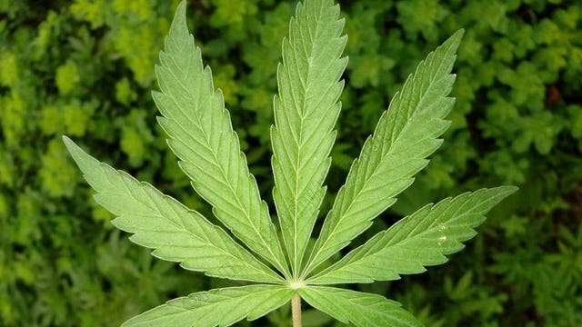 Reminder: You can't take marijuana across the border, even on ferries