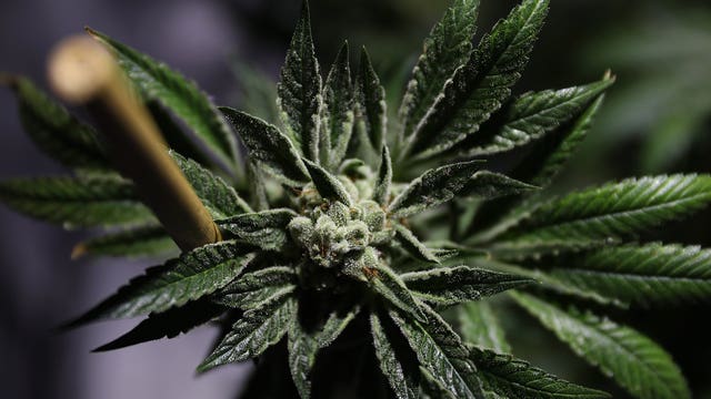 Washington weed retailer says Canada's legalization 'will help' business