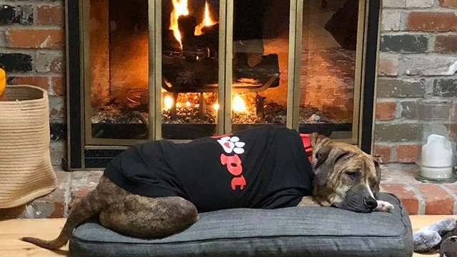 Limelight Pet Project: Meet Mia Farrow!