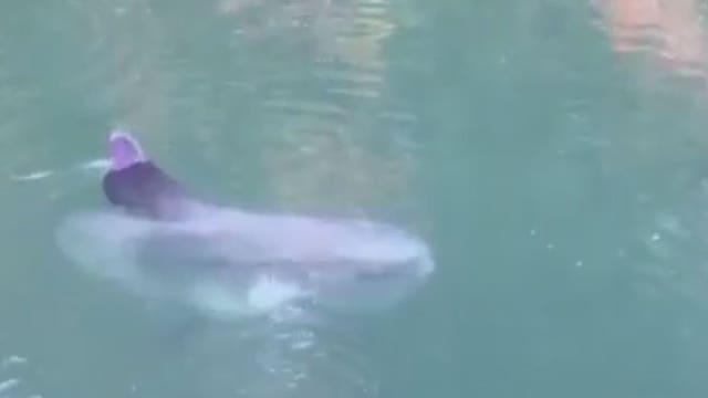 Extremely heavy sunfish spotted in Squaxin Passage