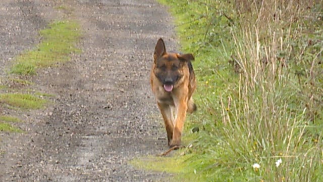 County seizes dogs after complaints say animals terrorized neighborhood