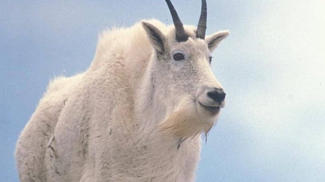 Mountain goats being relocated from Olympic National Park to North Cascades