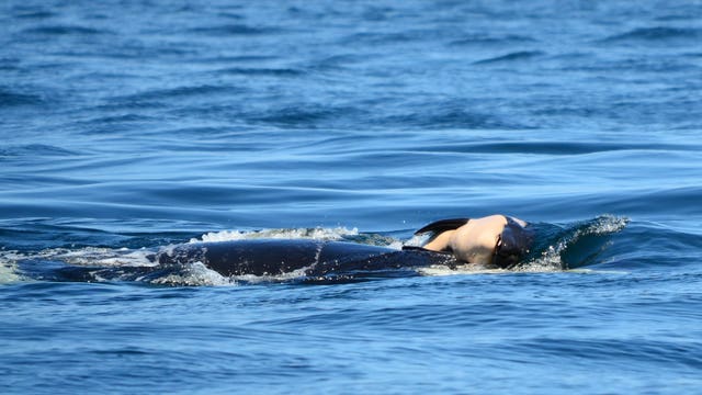 Southern resident orca mom desperately pushes dead calf; another 'severely emaciated'