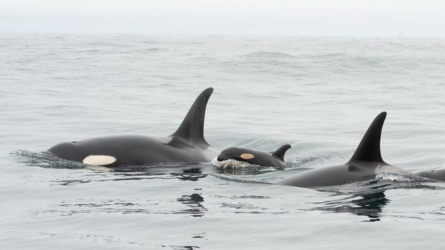 It's a girl! Why the newest orca calf's gender is so important