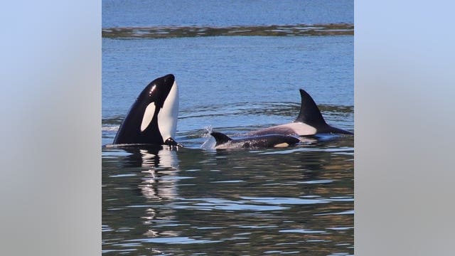 Endangered Puget Sound orcas to get personal health records