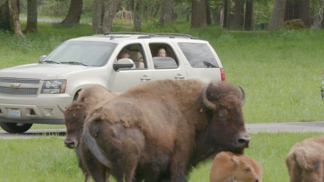 Northwest Trek launching self-driving wildlife tours