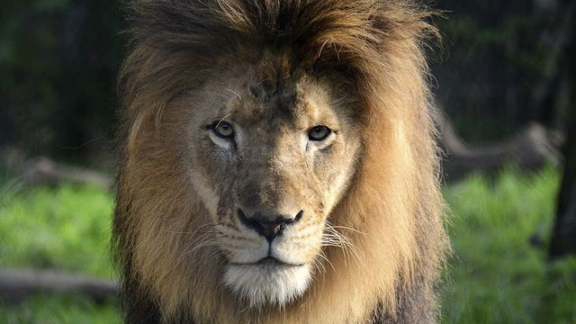 Lioness kills father of her cubs at Indianapolis Zoo