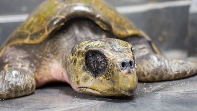 Couple rescues endangered sea turtle stranded on Washington coast