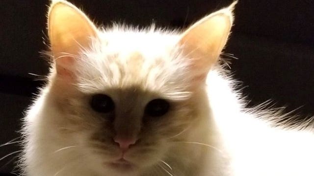 Possible serial cat killer strikes again in Washington, investigators say