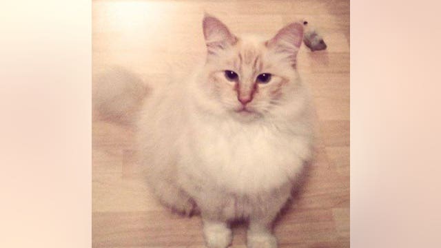 'Disturbing serial crime spree': A 12th cat found mutilated in Thurston County