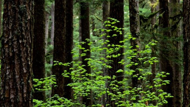 Missing hiker last seen in Olympic National Park found safe