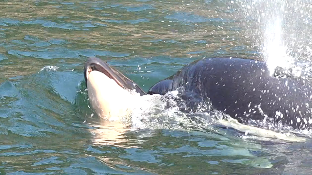 'Stressed and depressed' orca researchers reflect on deadly summer