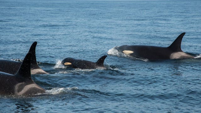 Money, time in short supply to save southern resident orcas