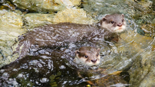 Seattle's Woodland Park Zoo has Veterans Day special pricing