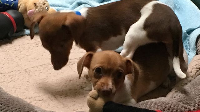 Puppy stolen from shelter minutes before being adopted