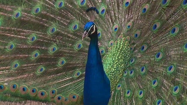 Woodland Park Zoo readies to reopen under Phase 2