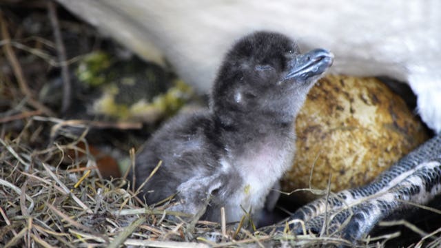 A baby penguin has hatched at Point Defiance Zoo; the first in 11 years