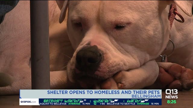 Nonprofit brings veterinary care to pets at Bellingham homeless shelter