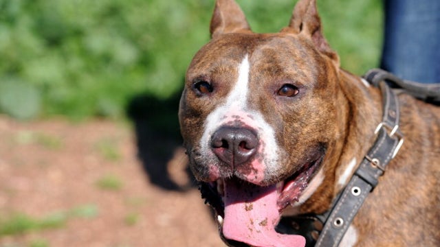 Tips for Washington pet owners during heat wave