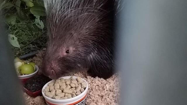 Giant African porcupine finally caught in Pierce County