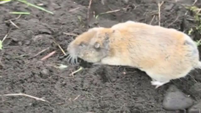 Gophers slowing construction in Thurston County