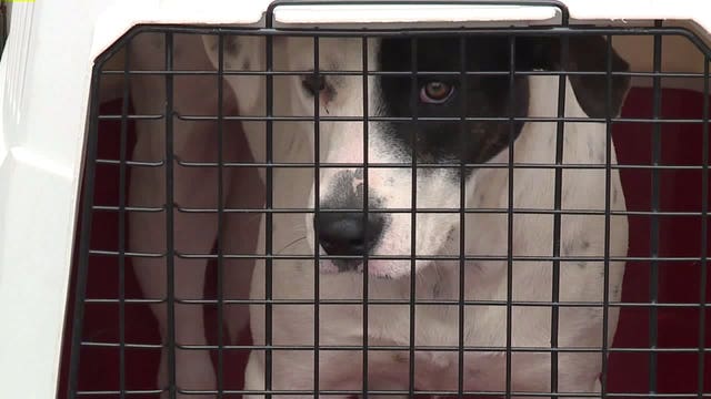 106 dogs and cats rescued from Dallas kill shelters now in Puget Sound